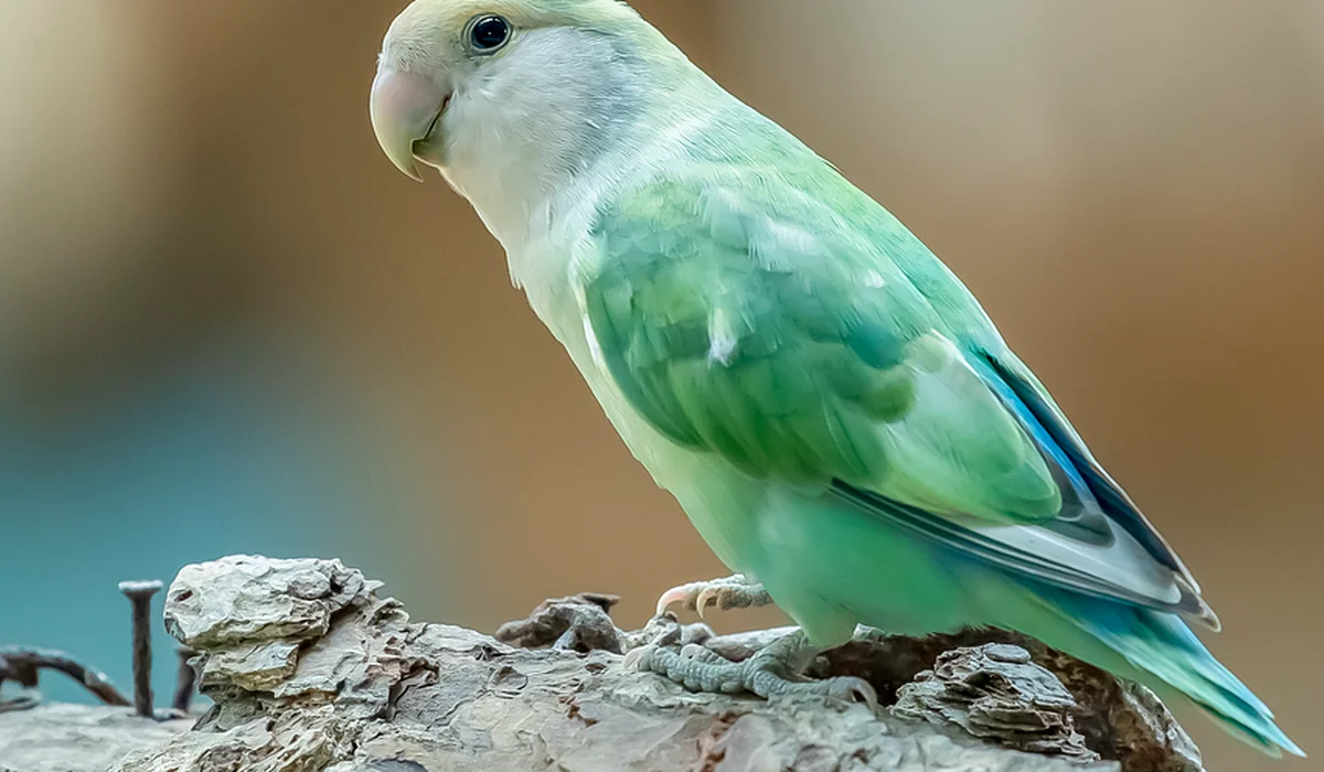 Green parrot perched on a weathered branch