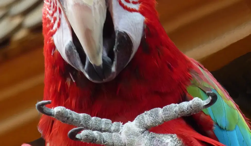 How Many Words Can Different Parrot Species Learn to Say?