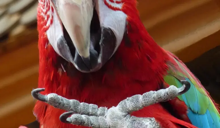 Close-up of a scarlet macaw (Ara macao) with vivid red feathers and a large grey beak, with hints of green and blue on the wings.