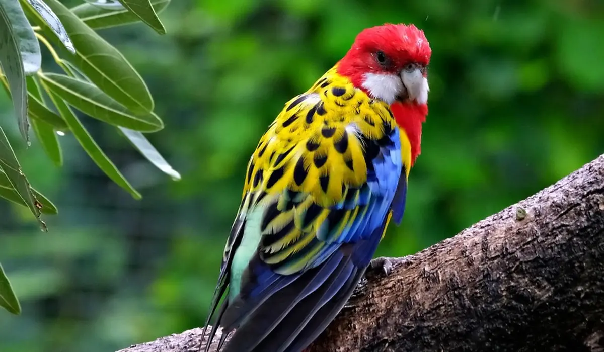 A vibrant parrot with a red head, yellow body with black markings, and blue wings sits on a textured branch in a green, leafy background.