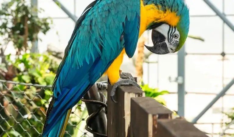 Blue-and-yellow macaw perched on a wooden railing inside an enclosure.