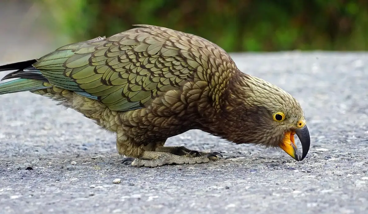 Brown-green parrot foraging on a gravel surface with a curved dark beak and yellow eye.