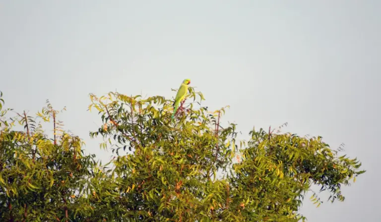 A green parrot perched on top of a leafy tree against a pale sky