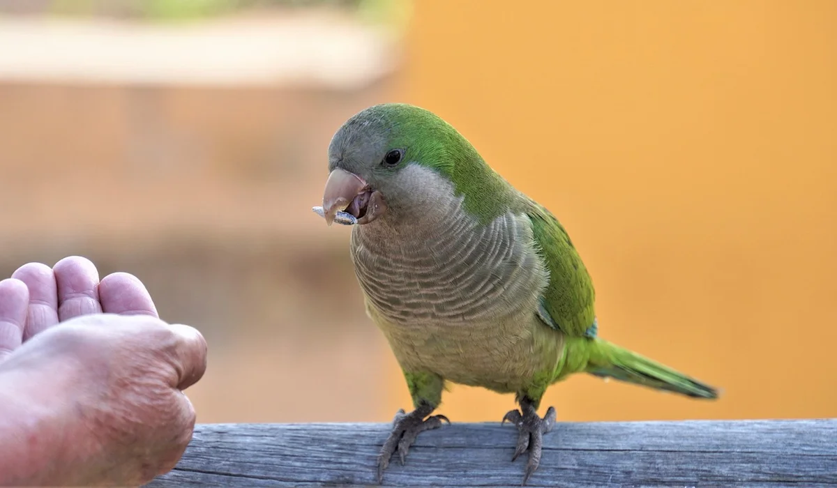 A green parrot perched on a wooden railing, with a person’s hand offering food nearby.