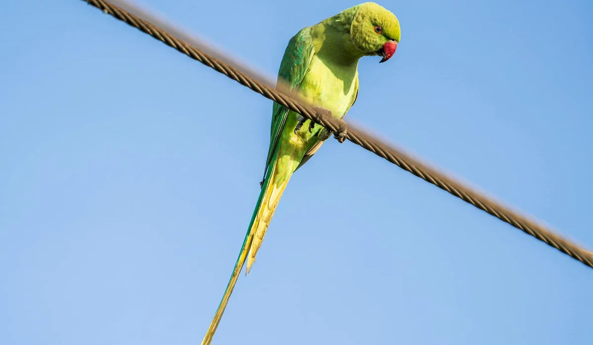 Green parrot perched on a thin wire against a clear blue sky.