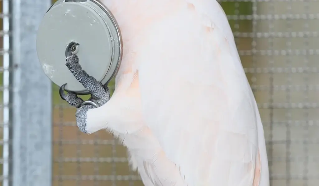 Parrot Training Plateaus: How to Get Unstuck