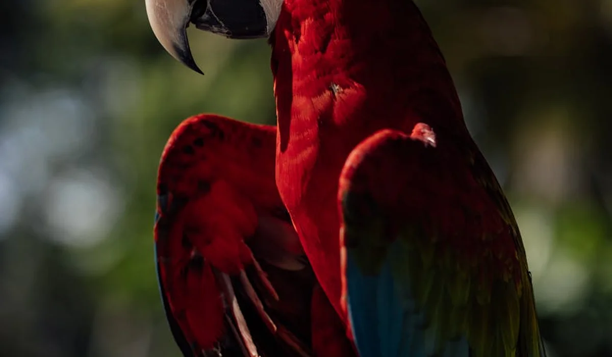 Close-up of a vibrant red macaw with blue and green wings, perched and ready for travel.
