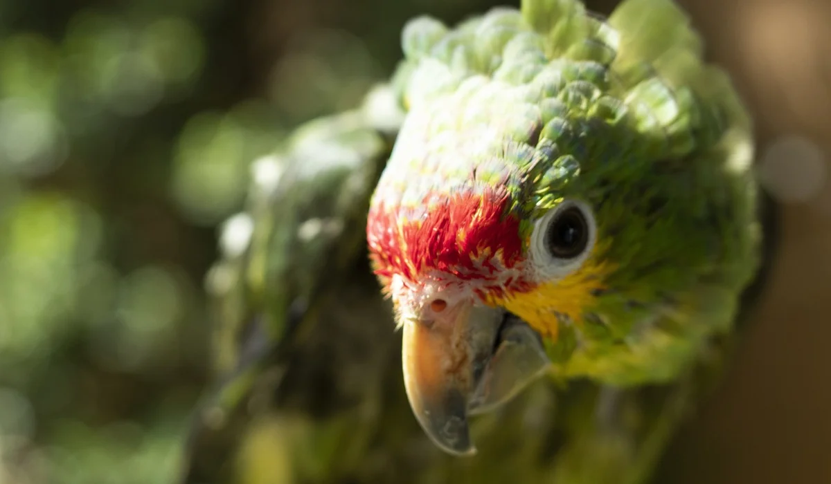 Close-up of a bright green parrot with a red forehead and yellow cheeks, looking toward the camera.