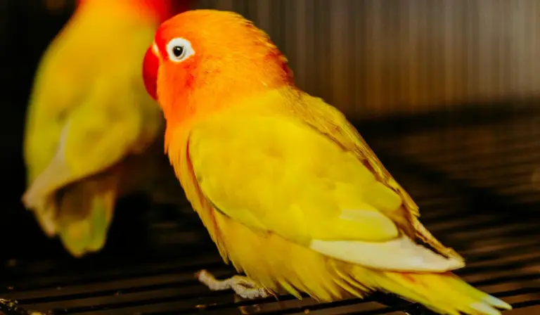 Bright sun conure with orange head and yellow body perched on a cage.