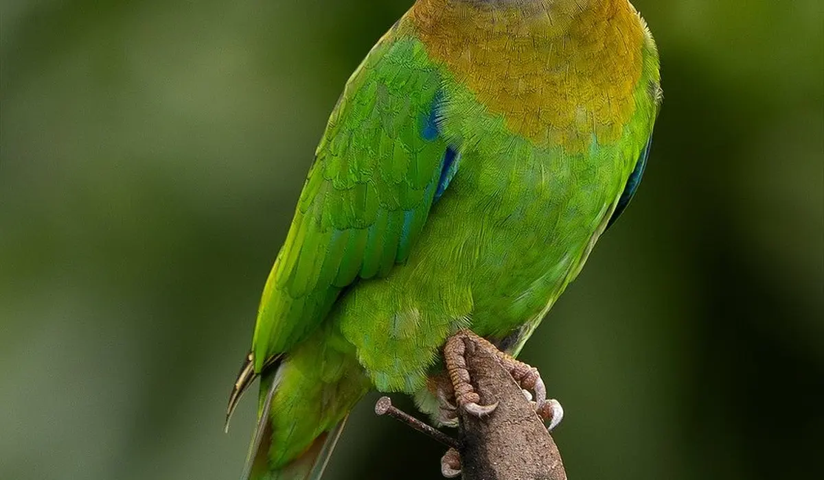 Green parrot perched on a branch, viewed from behind, with bright green feathers and a hint of yellow on the head.