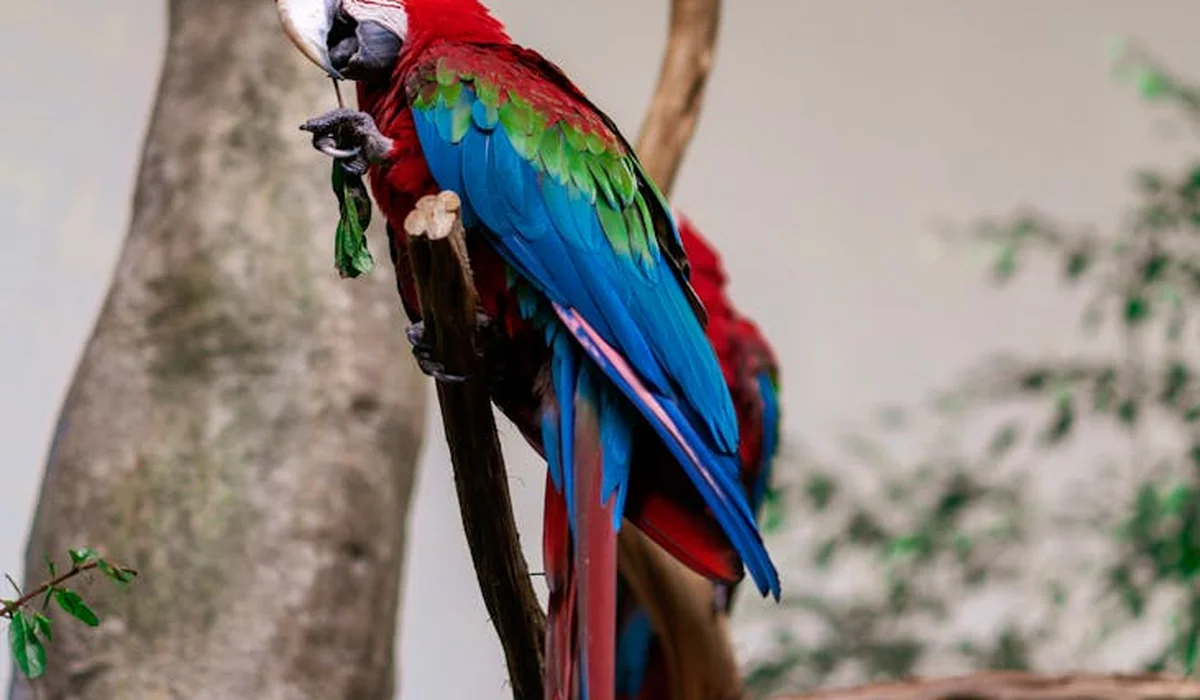 Colorful macaw perched on a branch, showcasing vibrant red, blue, and green plumage.