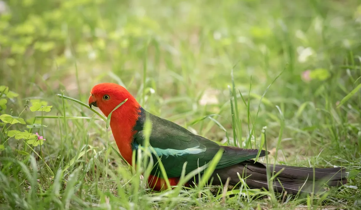 Red-headed parrot with black wings and turquoise wing accents standing in a grassy field.