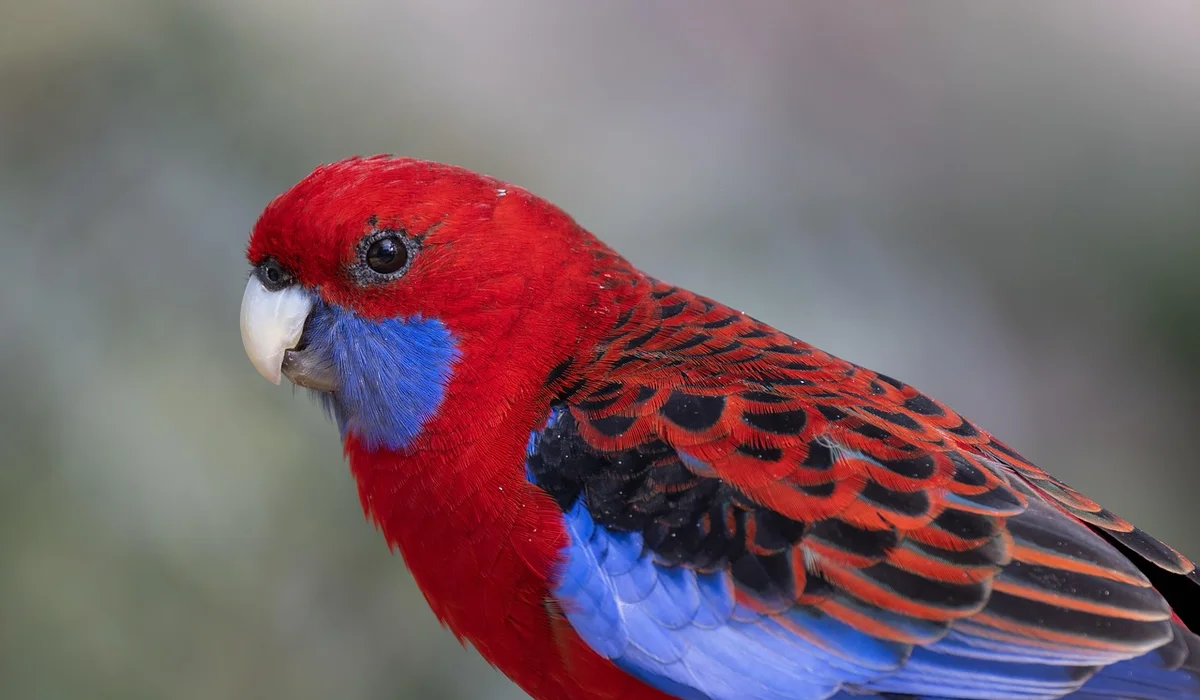 Close-up of a red parrot with blue cheek patches and blue wing feathers