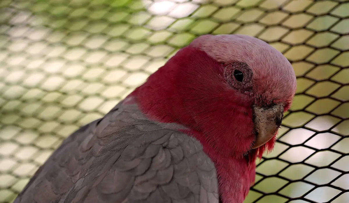 Close-up of a red-headed parrot behind a protective mesh