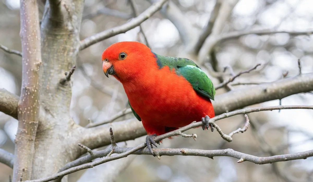 Bright red parrot with green wings perched on a bare branch in a forest