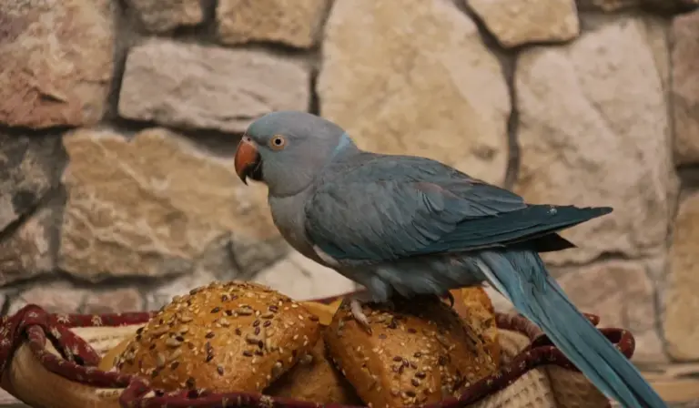 Blue parrot perched on a basket of sesame-covered bread against a stone wall.
