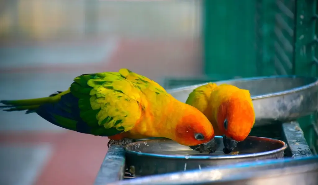 What Can Parrots Drink Safely? Your Complete Beverage Guide