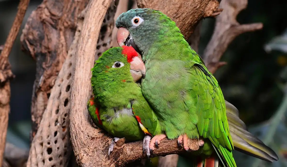 Two green parrots perched on a natural branch, cuddling close with beaks touching.