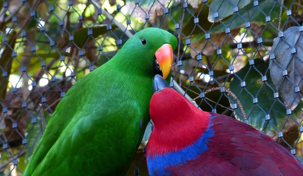 Two colorful parrots perched close to each other behind a wire mesh, one green and one red with blue accents.