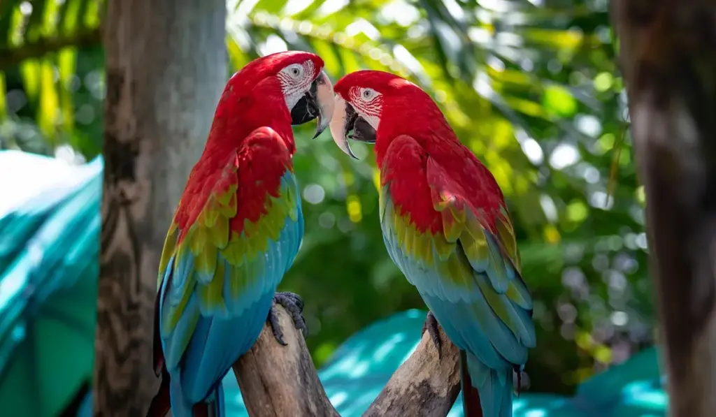 The Real Price of Parrot Ownership: Vet Bills, Toys & Emergencies