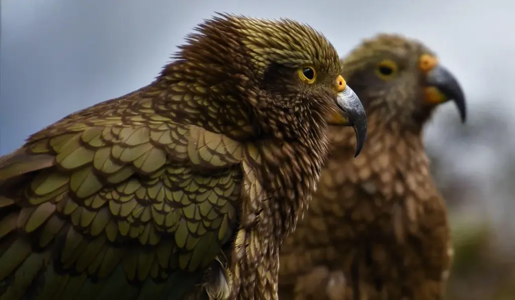 How to Rebuild Trust with Your Parrot After a Negative Incident