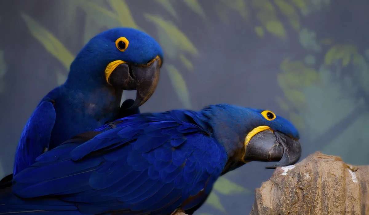 Two blue macaws perched on a rock with vibrant blue plumage and yellow eye rings.