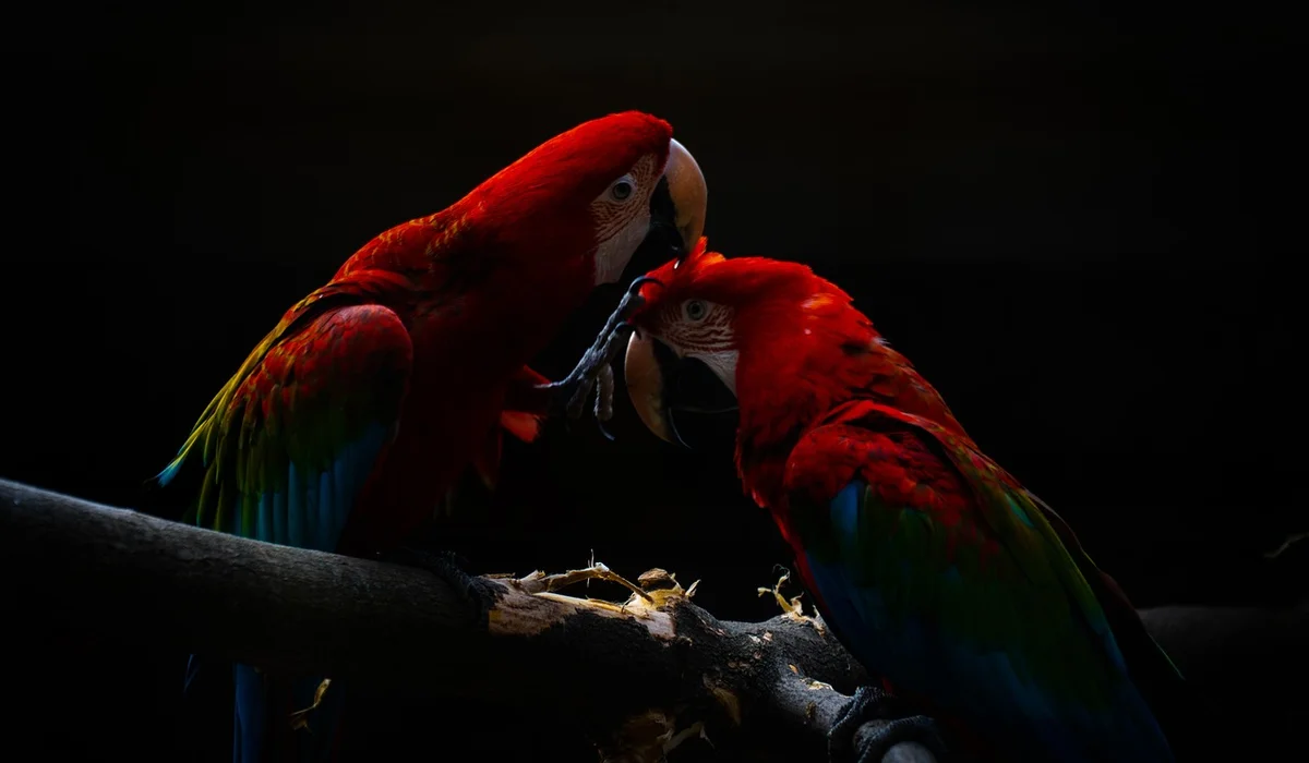 Two scarlet macaws perched on a branch in a dark background, facing and touching beaks.