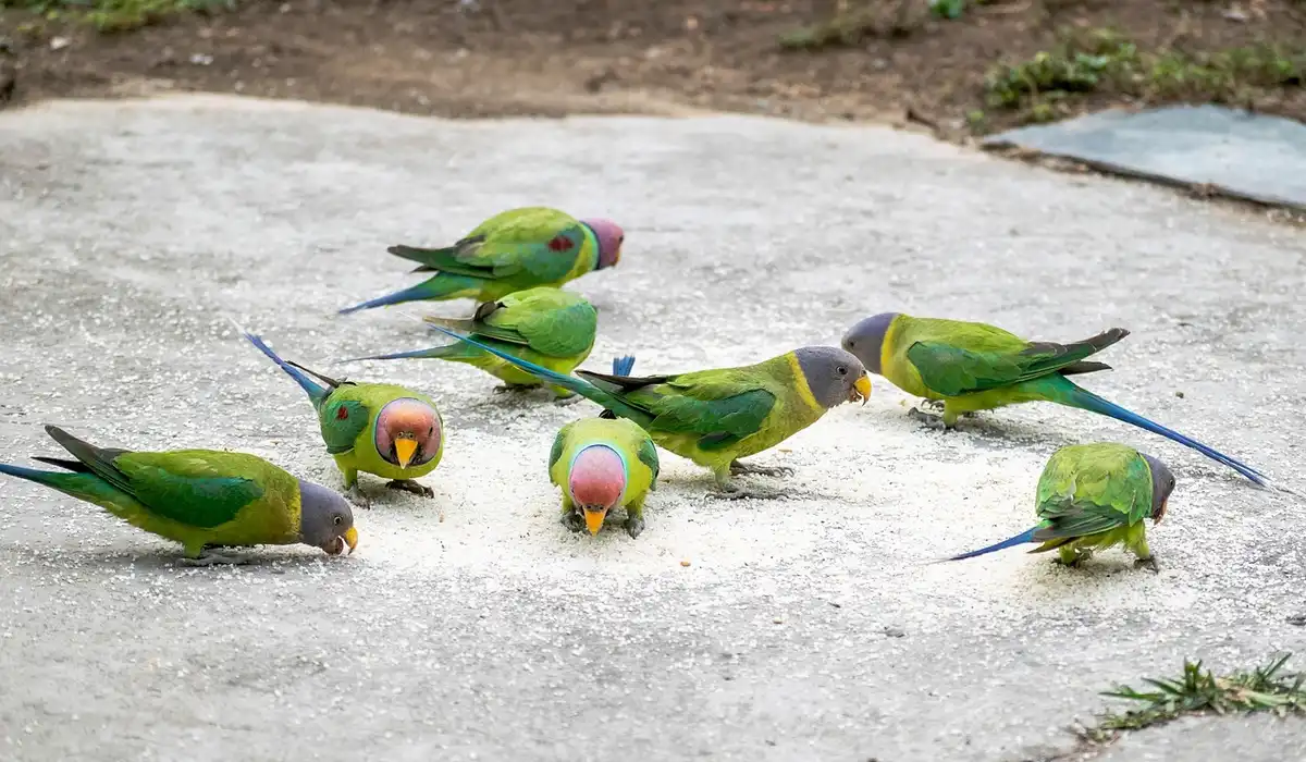Group of green lovebirds gathered on a concrete surface, some pecking and interacting, illustrating social flock behavior.