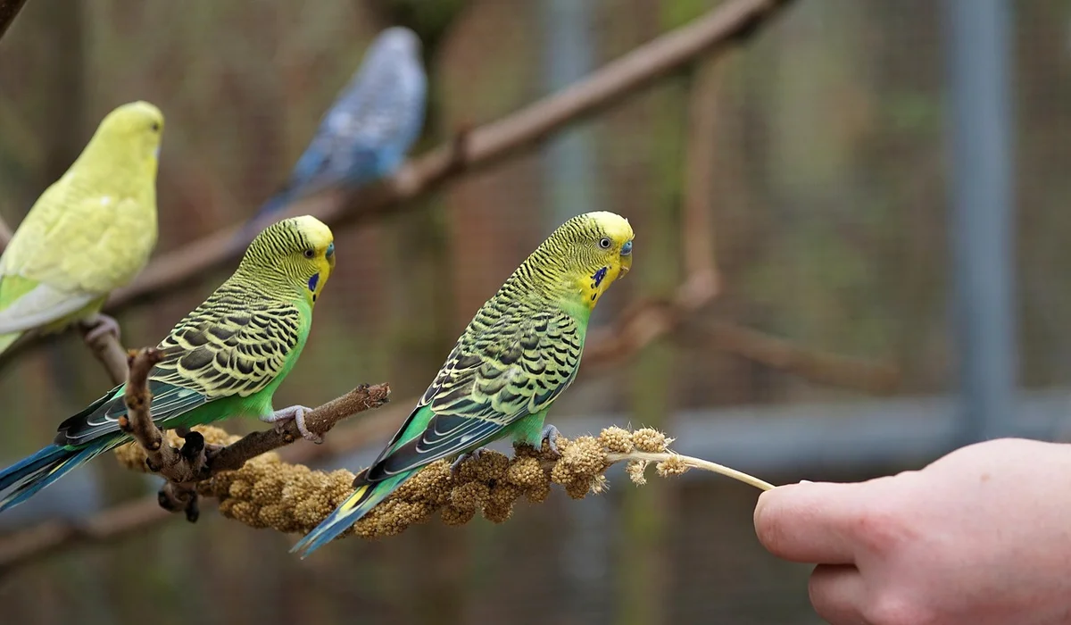 Two green budgerigars perched on a branch as a hand offers a spray of millet.