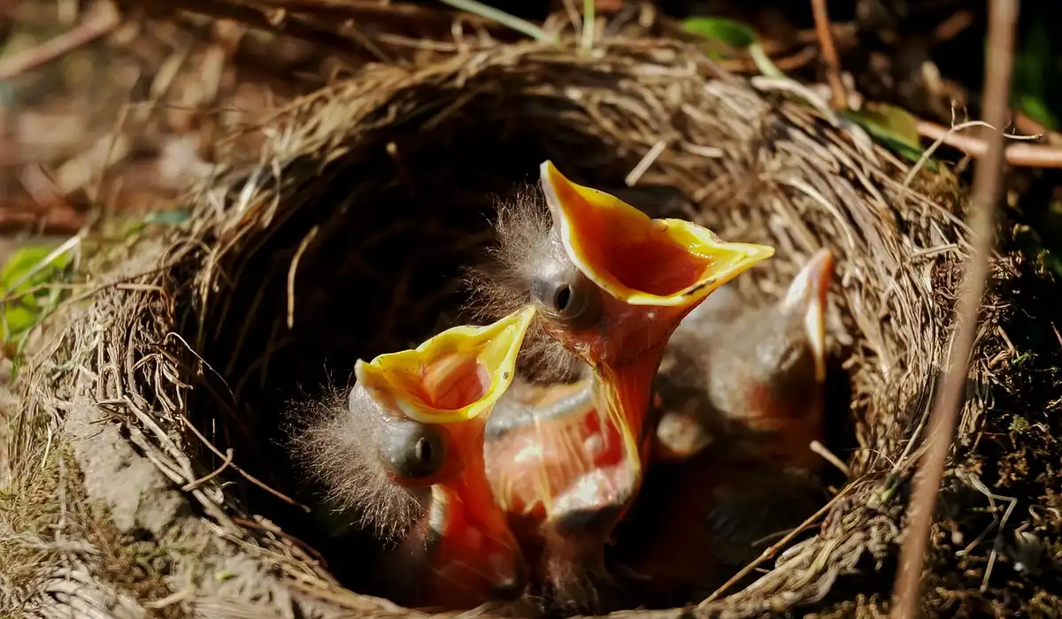 Two baby parrots with bright orange beaks in a nest, calling for food.