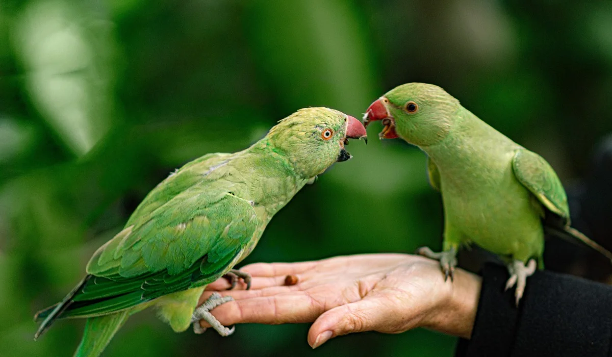 Two green parrots perched on a human hand, facing each other.