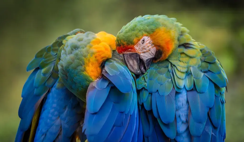Understanding Parrot Flock Dynamics in a Human Household