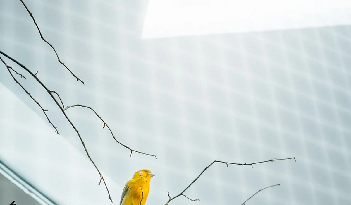 Small yellow pet bird perched on a branch by a window with a grid pattern, illustrating indoor birds kept in homes
