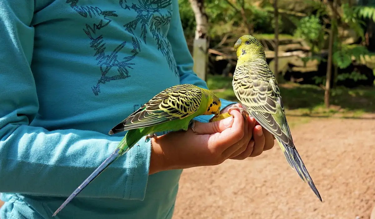 Two budgerigars perched on a person's hand, illustrating close interaction and parrot diversity.