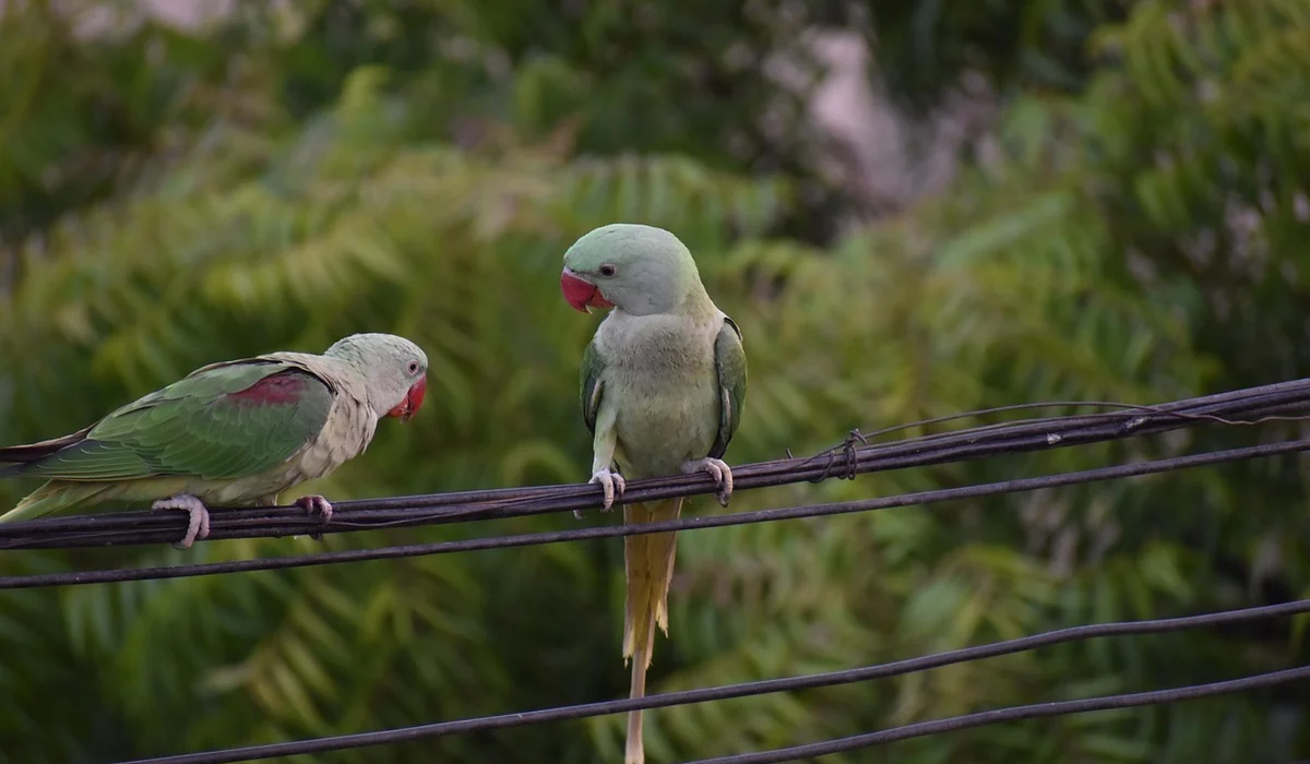 Two green parrots perched on a wire with a blurred leafy background.