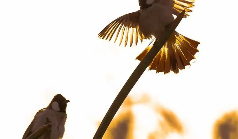 Two small birds perched on a vertical pole with bright sunlight behind them and a blurred background.