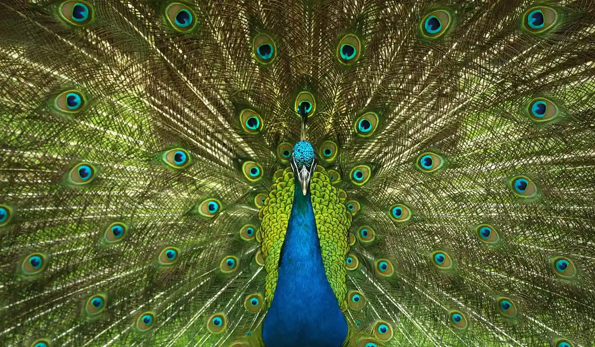 A peacock with a vivid blue body and a fully fanned green-and-gold tail feathers.