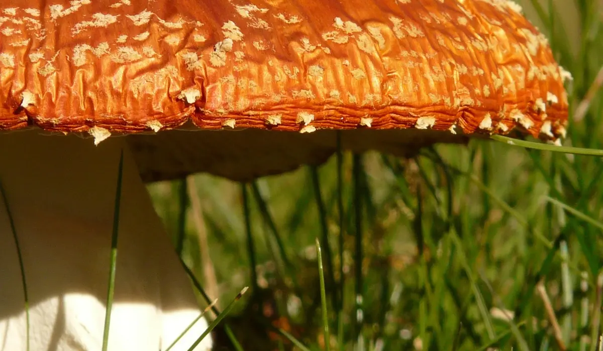 Close-up of an orange poisonous mushroom growing in grass