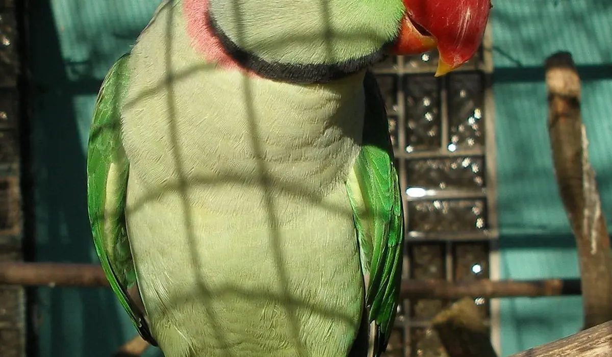 Close-up of a green Quaker parrot (monk parakeet) with a red beak inside a cage, with bars casting shadows across its chest.