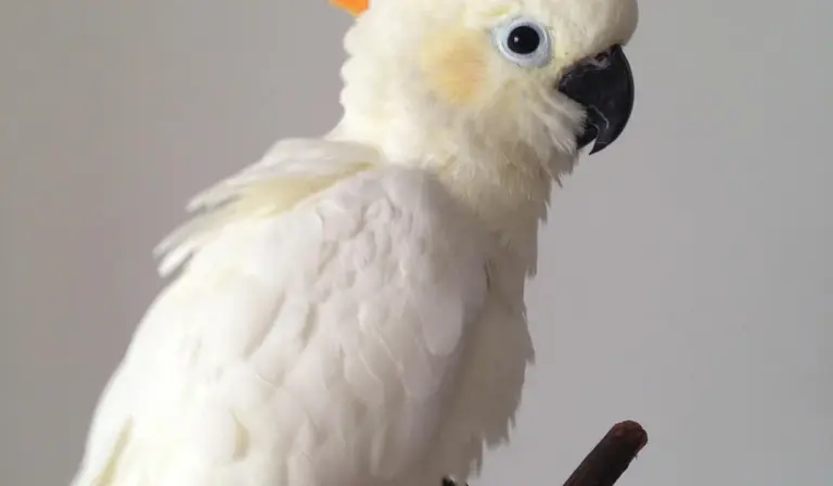 White Quaker parrot perched on a branch, facing slightly to the side