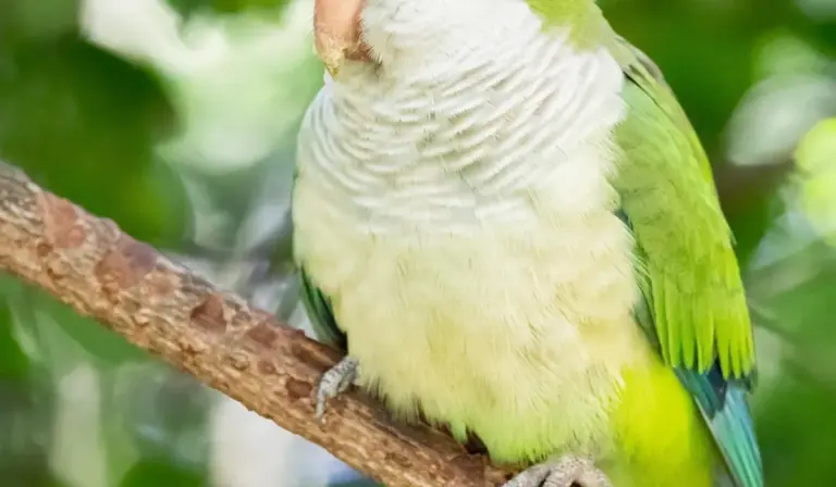 Green Quaker parrot perched on a branch with a pale gray chest