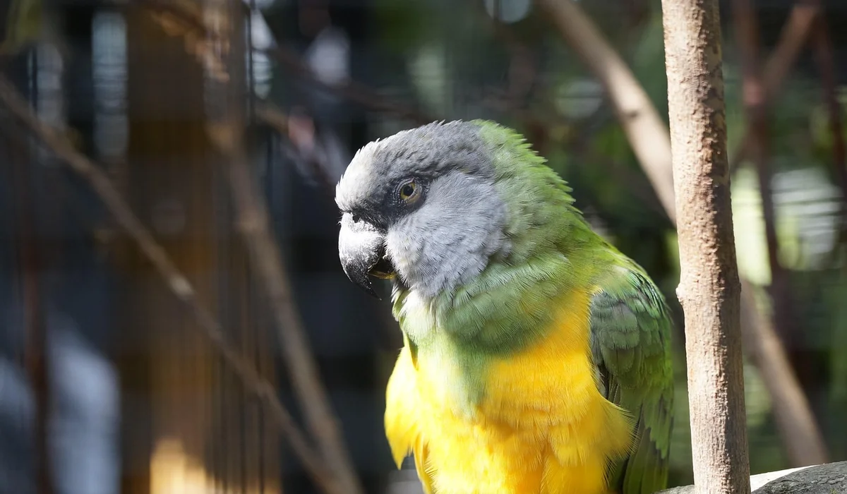 Quaker parrot perched indoors on a wooden perch with a cage in the background.