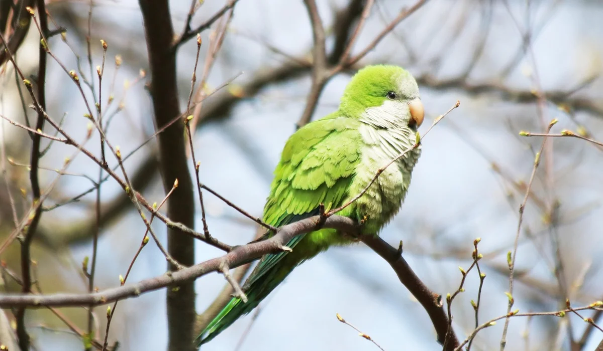 A bright green Quaker parrot perched on a thin branch amid bare twigs, gazing curiously.
