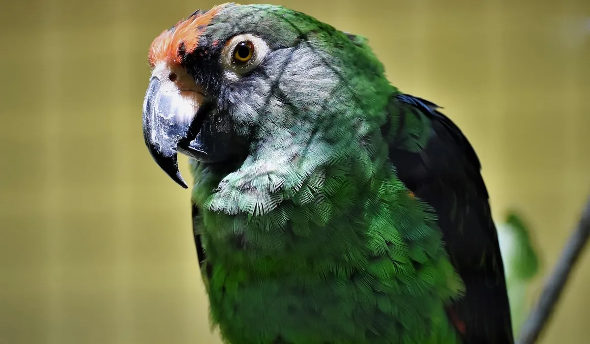 Close-up of a green Quaker parrot with a grey face and orange forehead patch.