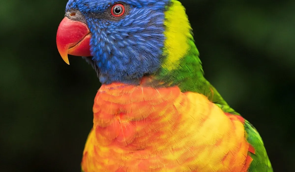 Close-up of a colorful rainbow lorikeet with a blue head, red beak, and bright orange chest against a dark background.