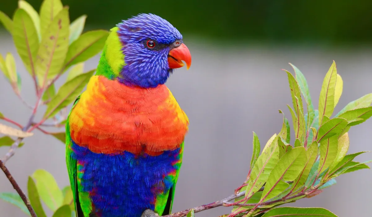 Vibrant rainbow lorikeet perched on a branch with blue head, orange chest, and green wings