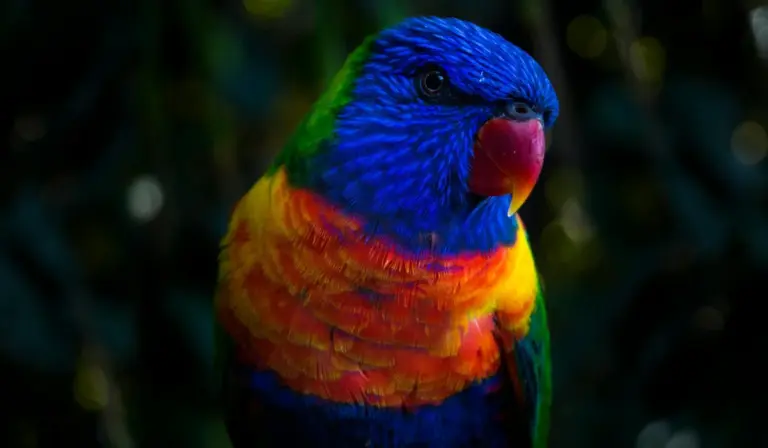 Front-facing rainbow lorikeet with a bright blue head, orange chest, and green wings against a dark background