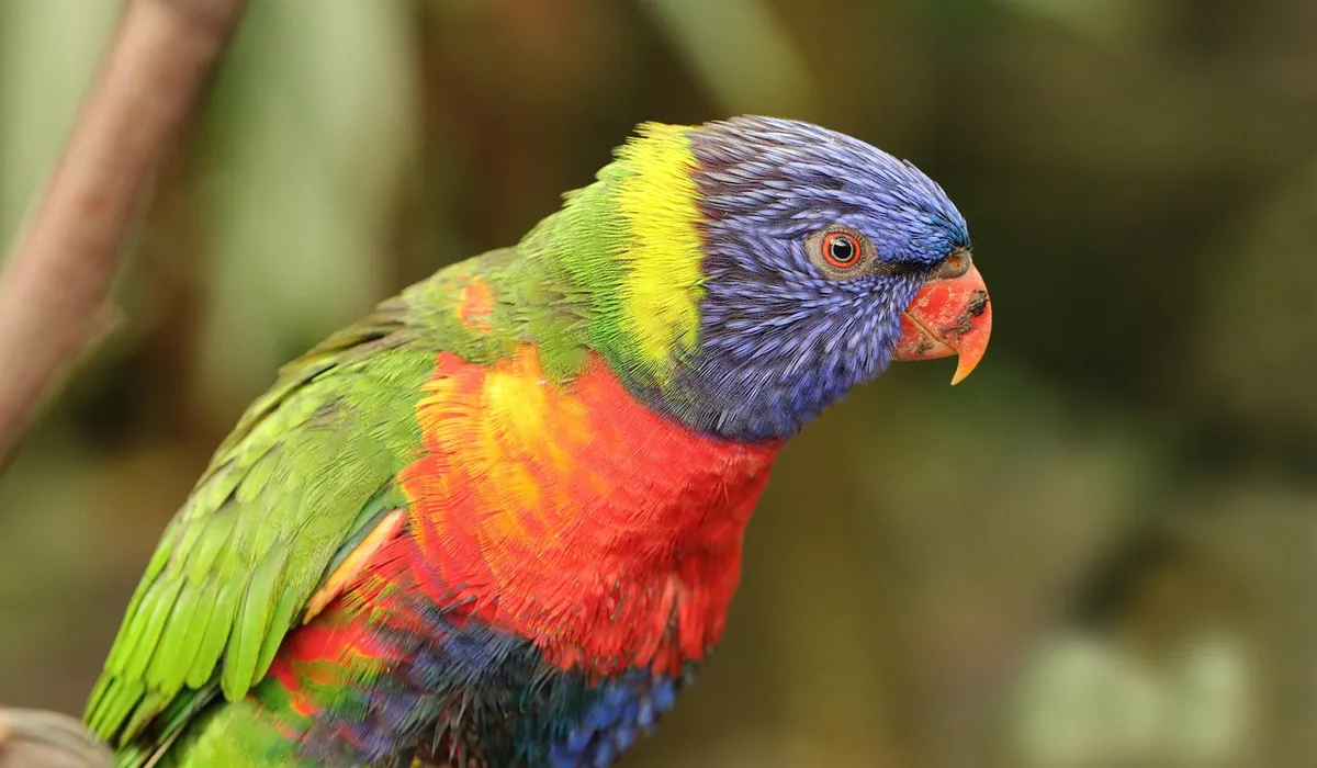 Rainbow lorikeet with blue head, orange beak, red chest and green wings perched and looking alert.