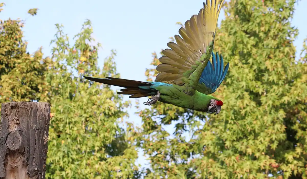 Rainbow lorikeet in mid-flight with wings spread; green body, blue wings, and a red head against a leafy background.