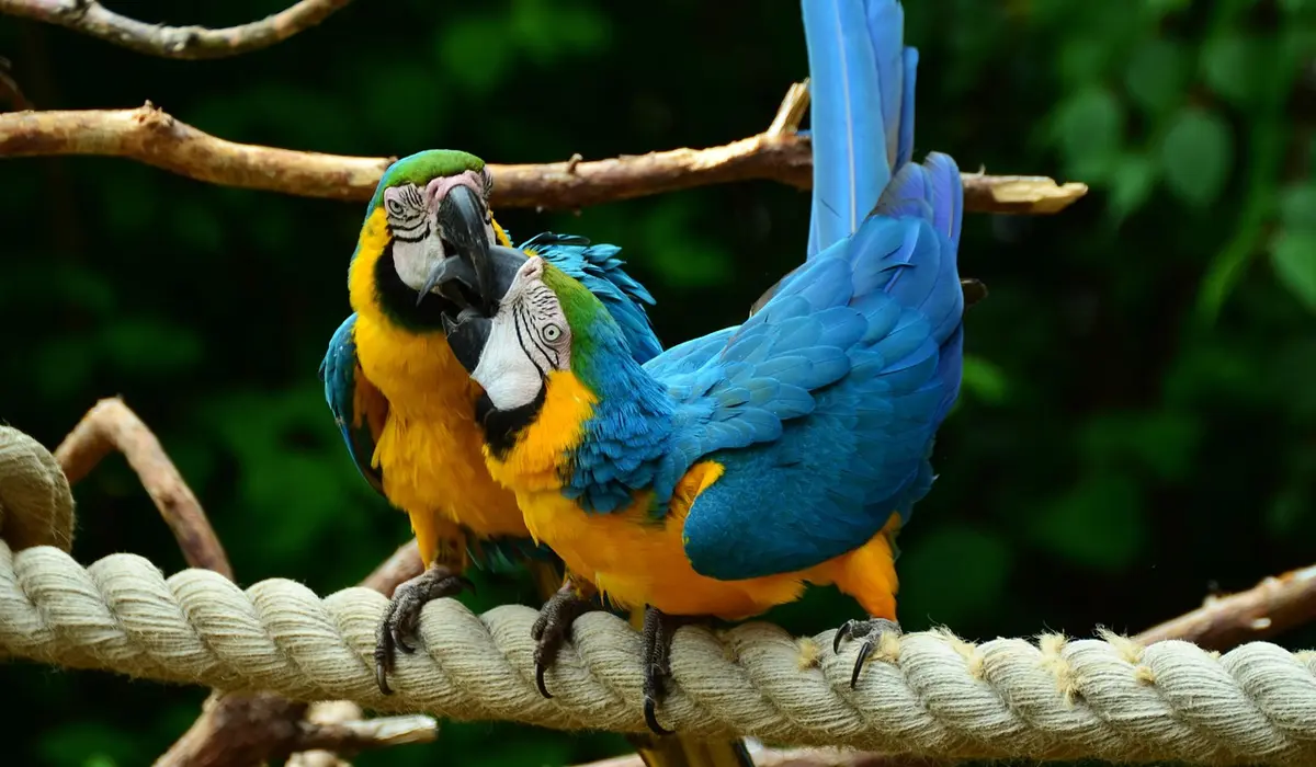Two blue-and-yellow macaws perched on a rope, facing each other with their beaks close together, set against a green leafy background.